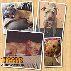 Thumbnail photo of Tigger #2