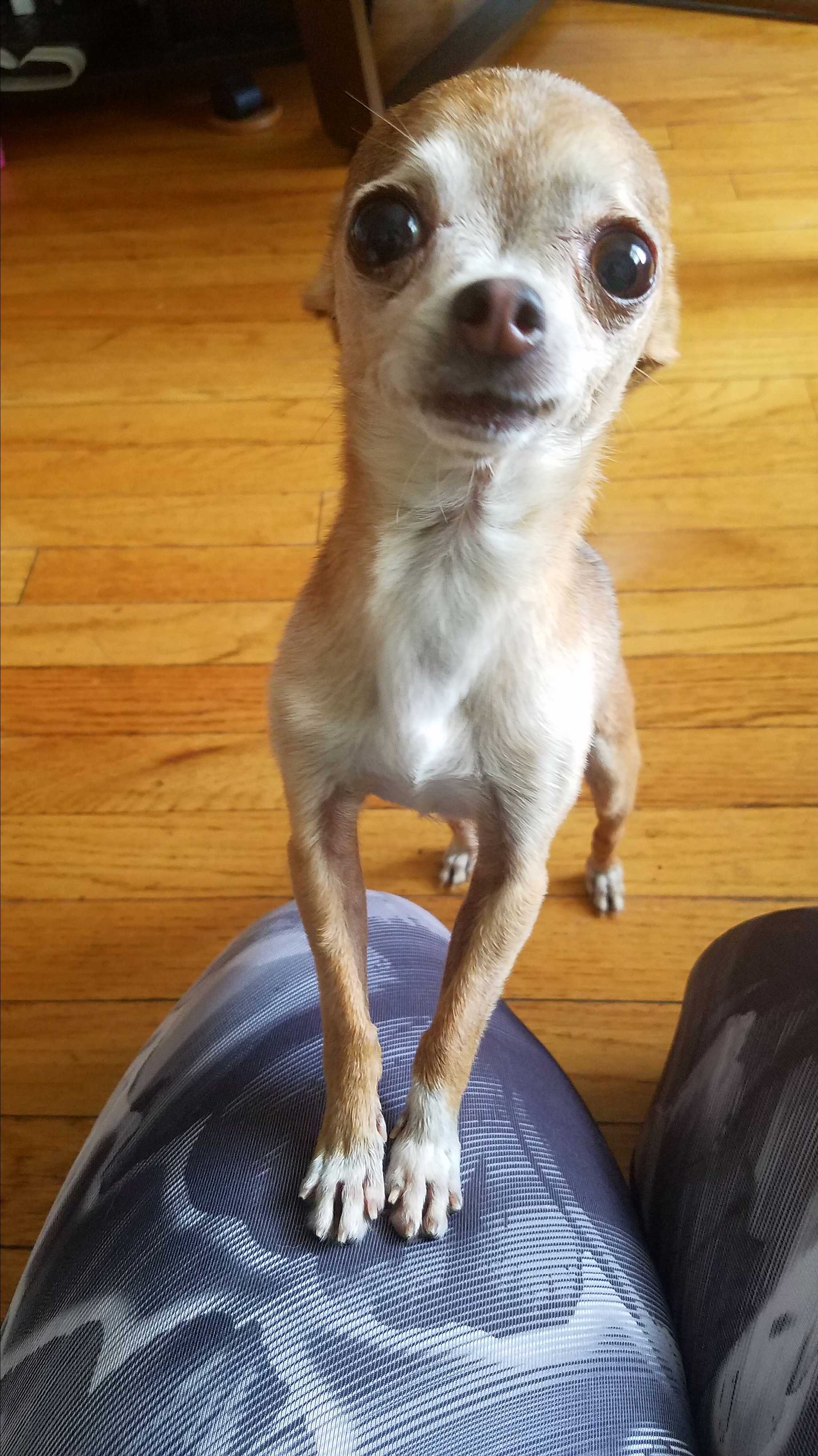 Chicago Il Chihuahua Meet Tiny Tim A Pet For Adoption