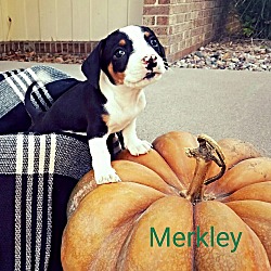 Photo of Merkley