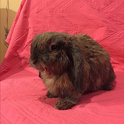 Thumbnail photo of Lily Lop #2
