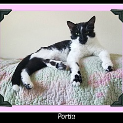 Thumbnail photo of Portia #2
