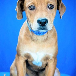 hoover hause dog rescue