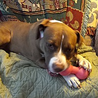 adopt a pet