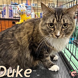Thumbnail photo of Duke #4