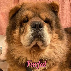Photo of Farfal