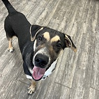 adopt a pet