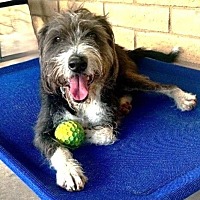 adopt-pet