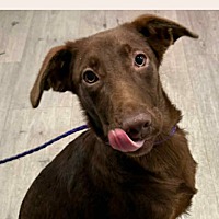 adopt a pet