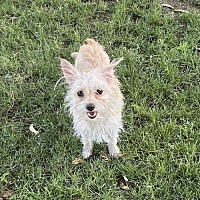 adopt-pet