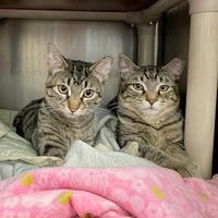 adopt-pet