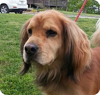 Plainfield Ct Golden Retriever Meet Jake A Pet For Adoption