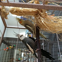 Thumbnail photo of Flock of 4 Cockatiels #2