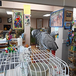 Thumbnail photo of “Libby 1 Spoiled African Grey #3