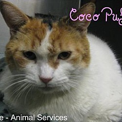 Thumbnail photo of Coco Puff #2