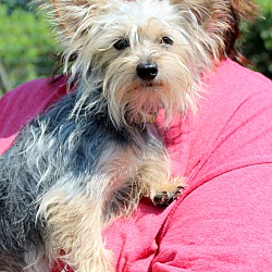 Thumbnail photo of Spike~adopted! #4