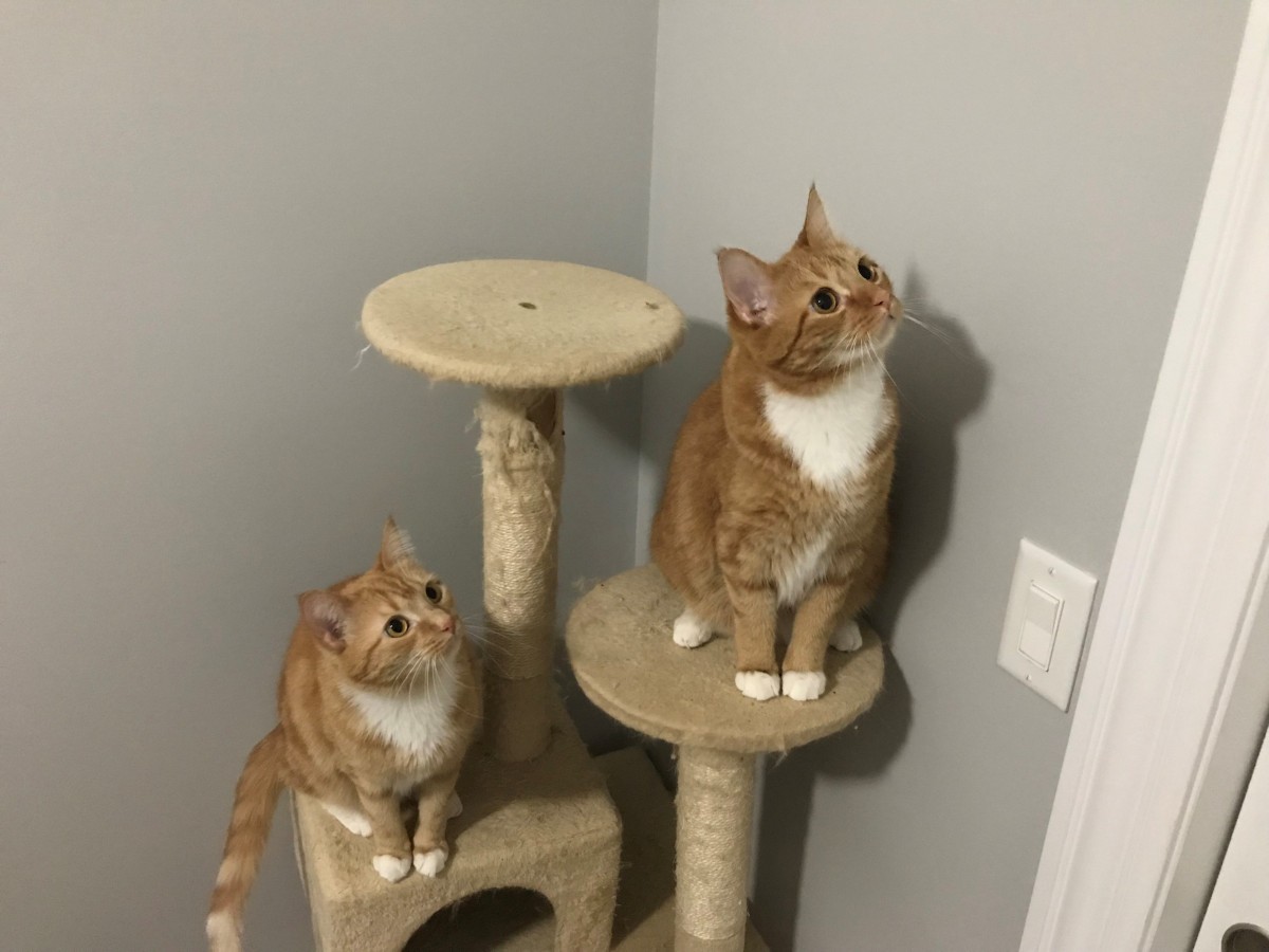 Adopt Steph & Curry A Orange Or Red Tabby American ...