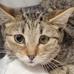 Kingman humane society on sale