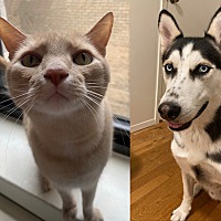 adopt a pet