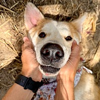 adopt a pet