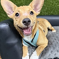adopt a pet