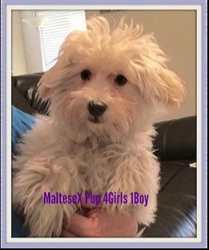 Rancho Cucamonga Ca Maltese Meet Litter Of Maltese Pups 3 Left A Pet For Adoption