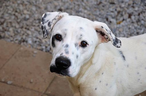 Goodlettsville TN Dalmatian Rat Terrier. Meet Spot a Pet for