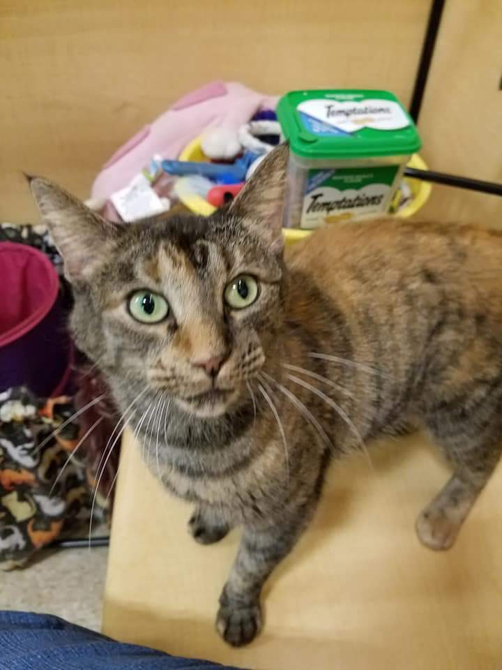 Kalamazoo Mi Domestic Shorthair Meet Willow Petsmart A Pet
