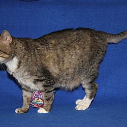 Thumbnail photo of Cassiopeia -Spayed/ComboTested #3