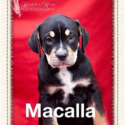 Photo of Macalla