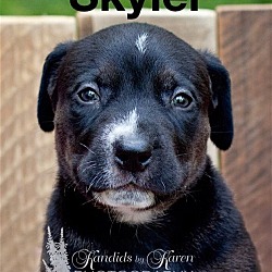 Thumbnail photo of Skyler #3