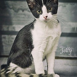 Thumbnail photo of Jelly F034-15 #1