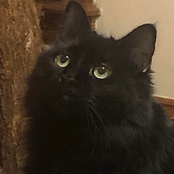 Photo of Gypsy