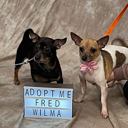 Photo of Fred & Wilma