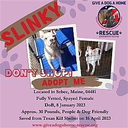 Photo of SLINKY-Girl
