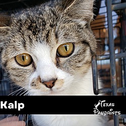 Thumbnail photo of Kalp #1