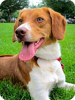 brittany beagle puppies for sale