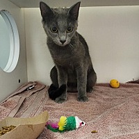 adopt a pet