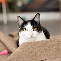adopt a pet