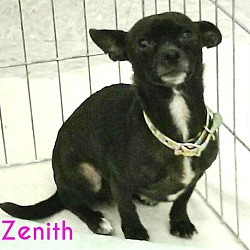 Thumbnail photo of Zenith #1