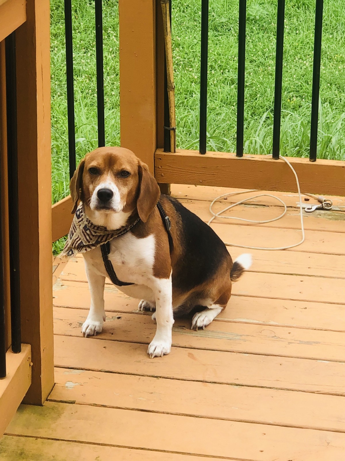 Clarksville Tn Beagle Meet Xylo A Pet For Adoption