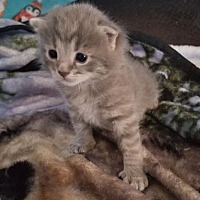 Adopt A Pet Petsmart Charities
