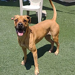 Photo of Lulu- $75 Adoption Fee! Diamond Dog!