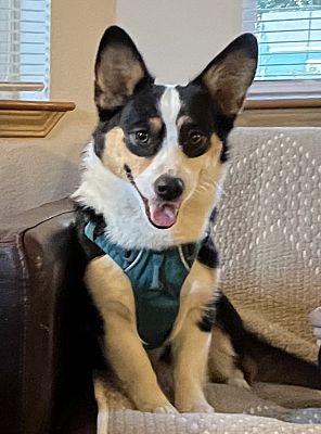 Winnie the corgi top