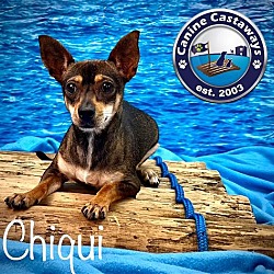 Thumbnail photo of Chiqui #4