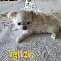 Thumbnail photo of Chihuahua Puppies #2