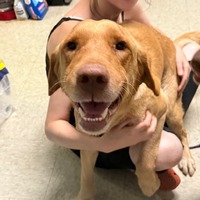 adopt a pet