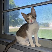 adopt a pet