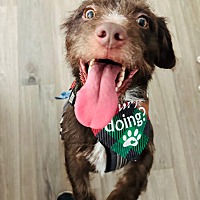 adopt a pet