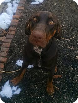 Columbus Oh Doberman Pinscher Meet Dillon A Pet For Adoption Adoptapet Com