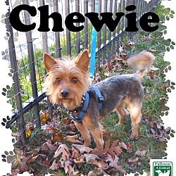 Thumbnail photo of Chewie #1